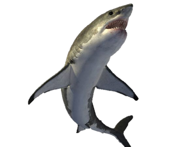 Shark Png Picture