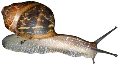 Snail Png