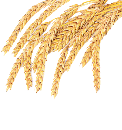 Grass Wheat Family Spelt Grain Common Emmer