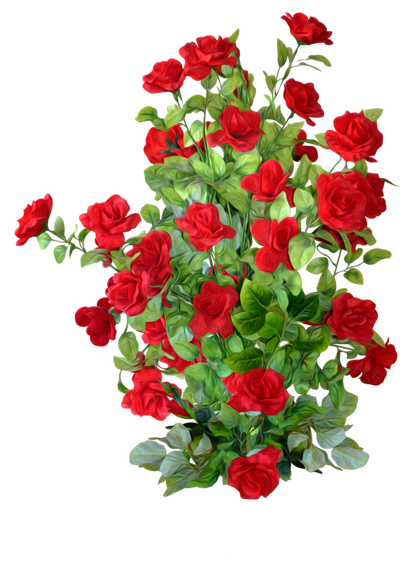 Petal Rose Roses Shrub Garden PNG Image High Quality