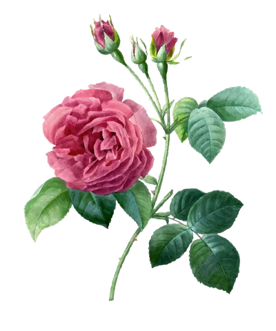 Pink 17591840 Plant Garden Pierrejoseph Redoutxe9 Roses