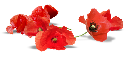 South Australia Anzac Flower Armistice Day Red