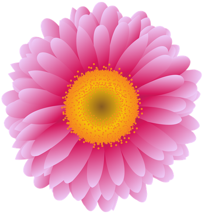 Pink Flower Photography Transvaal Daisy Royaltyfree Stock