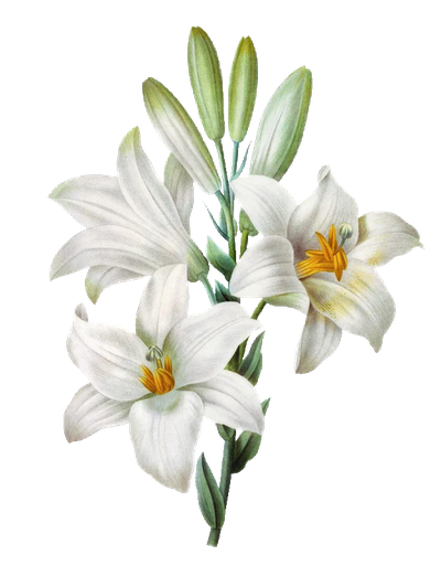 Flower Painting Watercolor Madonna Lily Easter