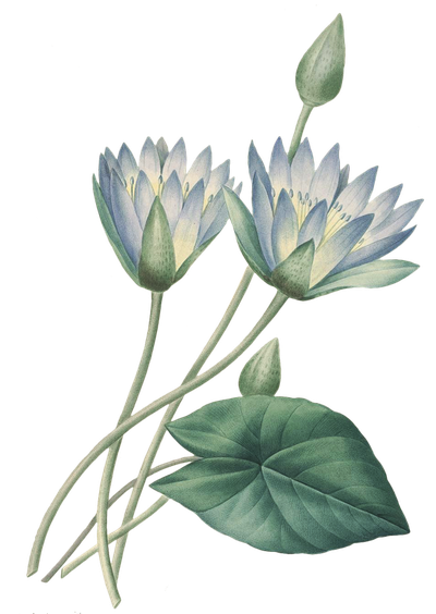 17591840 Plant Fleurs Printmaking Pierrejoseph Des Belles