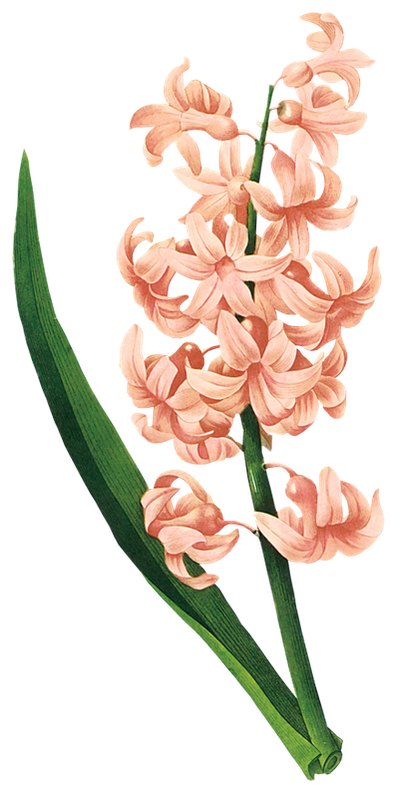Hyacinth Plant Des Fleurs Illustration Belles Flower