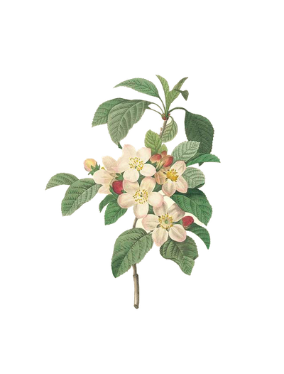 17591840 Plant Des Pierrejoseph Fleurs Belles Redoutxe9