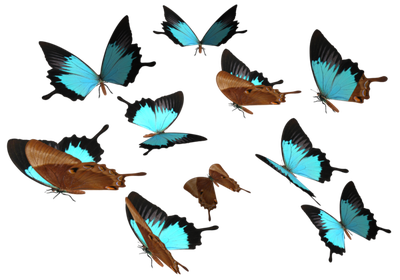 Butterfly Png 8
