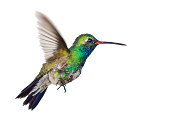 Hummingbird Png Clipart