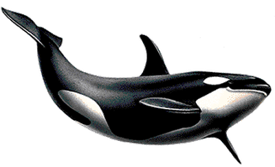 Killer Whale Png Picture