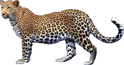 Leopard Png Picture