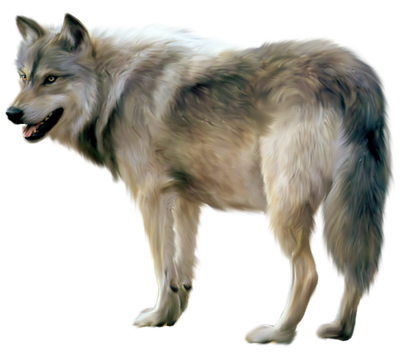 Wolf Free Png Image