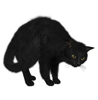 Black Cat PNG image