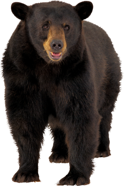 brown bear PNG image