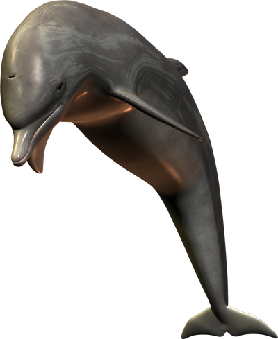 Dolphin PNG image