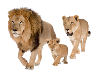 Lions PNG