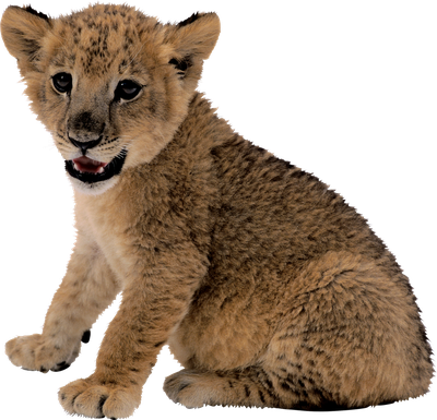 small lion PNG image