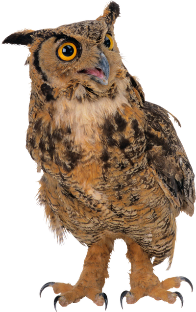 Owl PNG