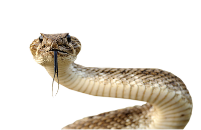 Snake PNG image picture download free