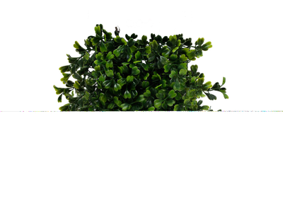 Bush PNG image
