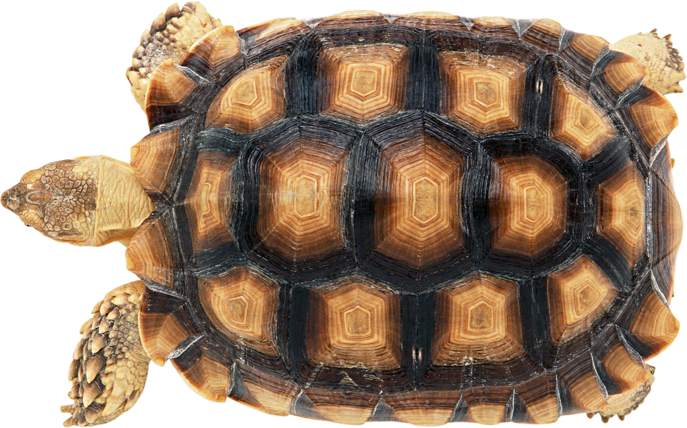 Черепаха форма. Карапакс у черепахи что это. Панцирь черепахи. Панцирь морской черепахи. Панцирь Черепашки.