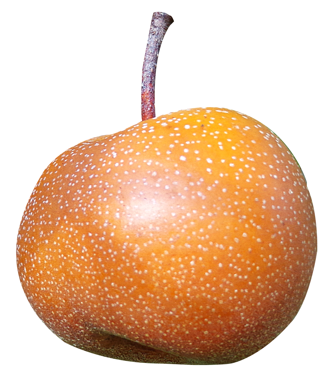 Orange pear. Груша круглая. Оранжевая груша. Апельсиновая груша. Груша мандарин.