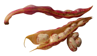 Beans PNG Image