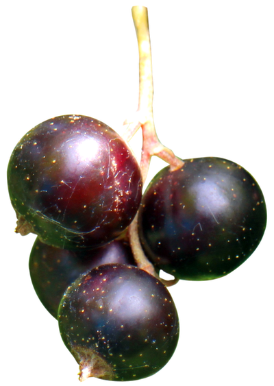 Black Currant Berries PNG image