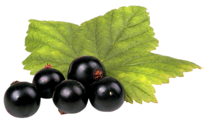 Black Currant with Leaf PNG image