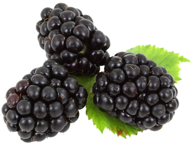 Blackberry with Leaves PNG image
