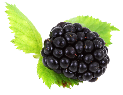 Blackberry with Leaves PNG image