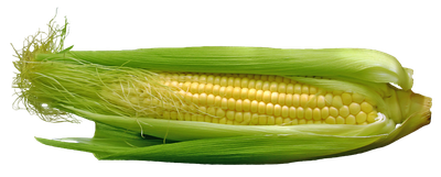 Corn PNG Image