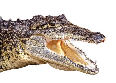 Crocodile Head PNG Image