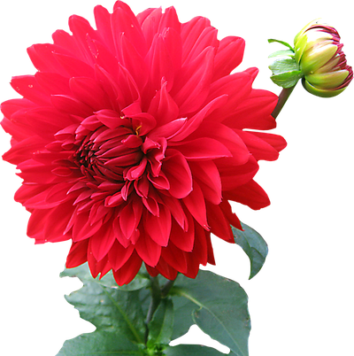 Dahlia Flower PNG image