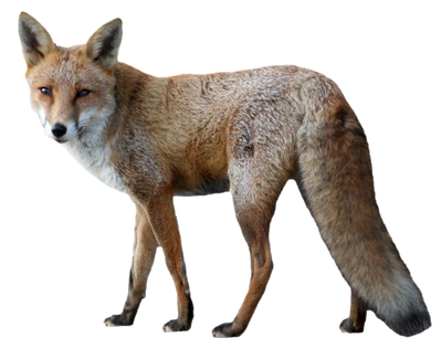 Fox PNG image