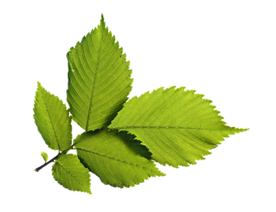 Green Leafs PNG Image