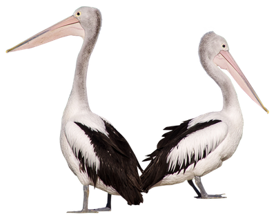 Pelican Bird PNG Image