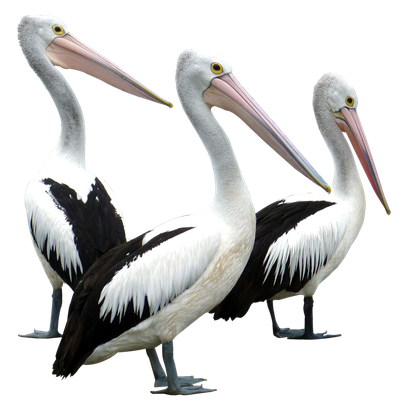 Pelicans Bird PNG image