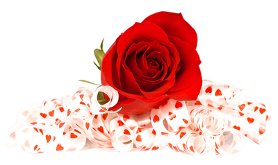 Red Rose PNG image