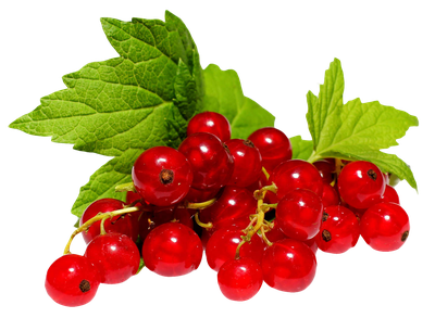 Redcurrant PNG Image