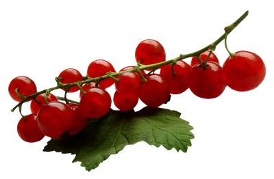 Redcurrant PNG Image