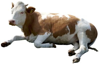 Cow Sitting PNG image