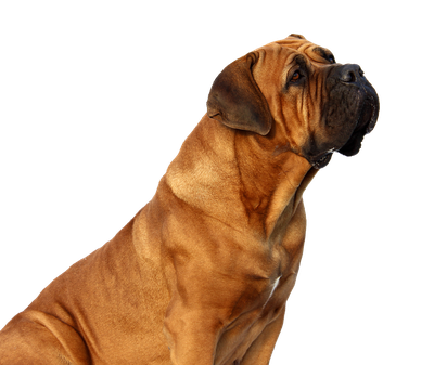 Dog Looking PNG Image