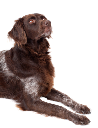 Dog Looking Up PNG Image