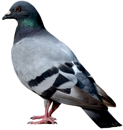 Dove PNG image