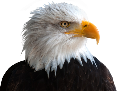 Eagle PNG image
