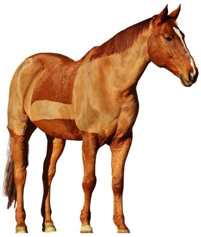 Horse PNG image