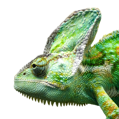 Iguana Face PNG Image