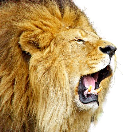 Lion Roar PNG image