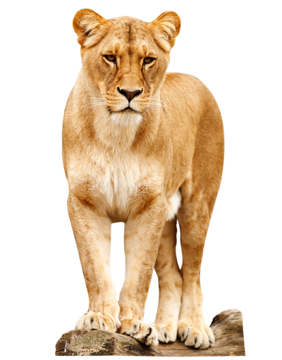 Lion Standing PNG image
